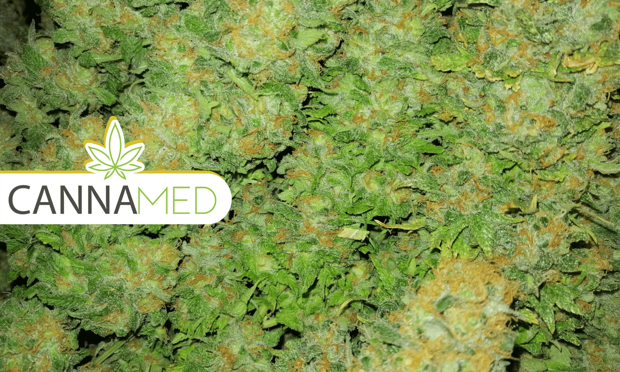 cannamed transicion 1.2